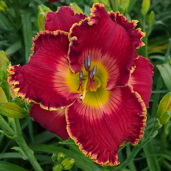 Spacecoast Simply Superb* - SF