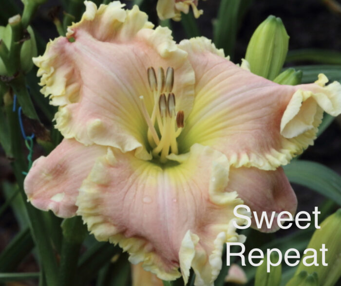 Sweet Repeat* - SF