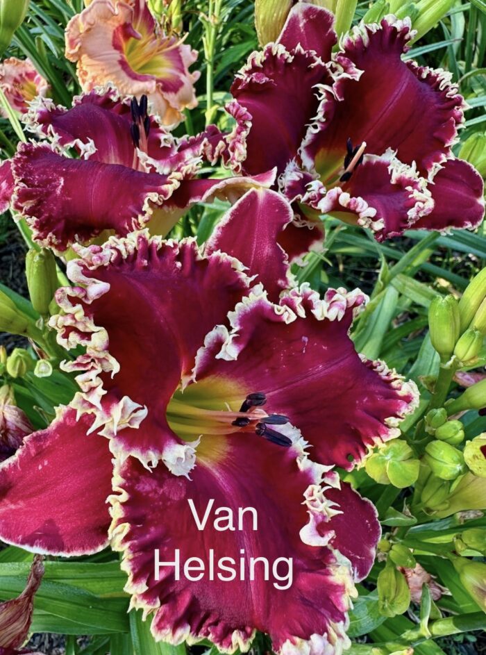 Van Helsing* - SF - Image 2