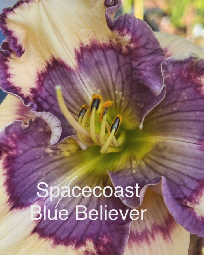 Spacecoast Blue Believer* - SF - Image 2
