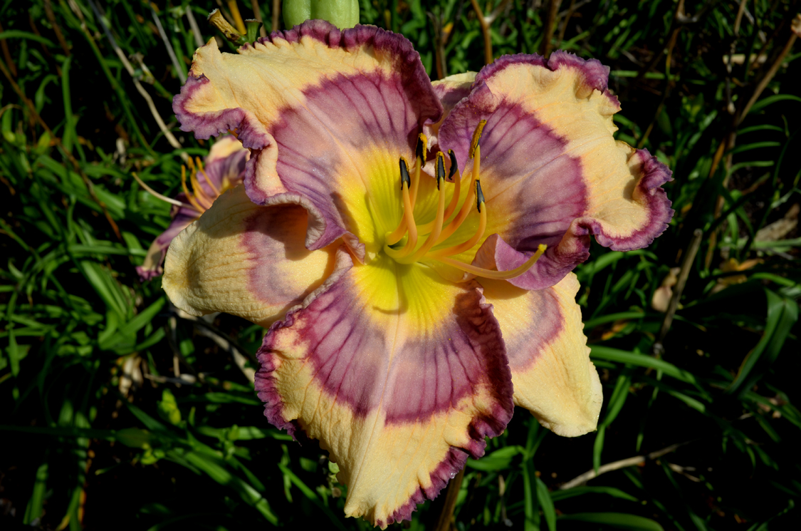 №656 ラビアンローズ(黄色い薔薇) 天然シーグラスアート ヒーリングアート Shop – Page 77 – Artemesia Daylilies