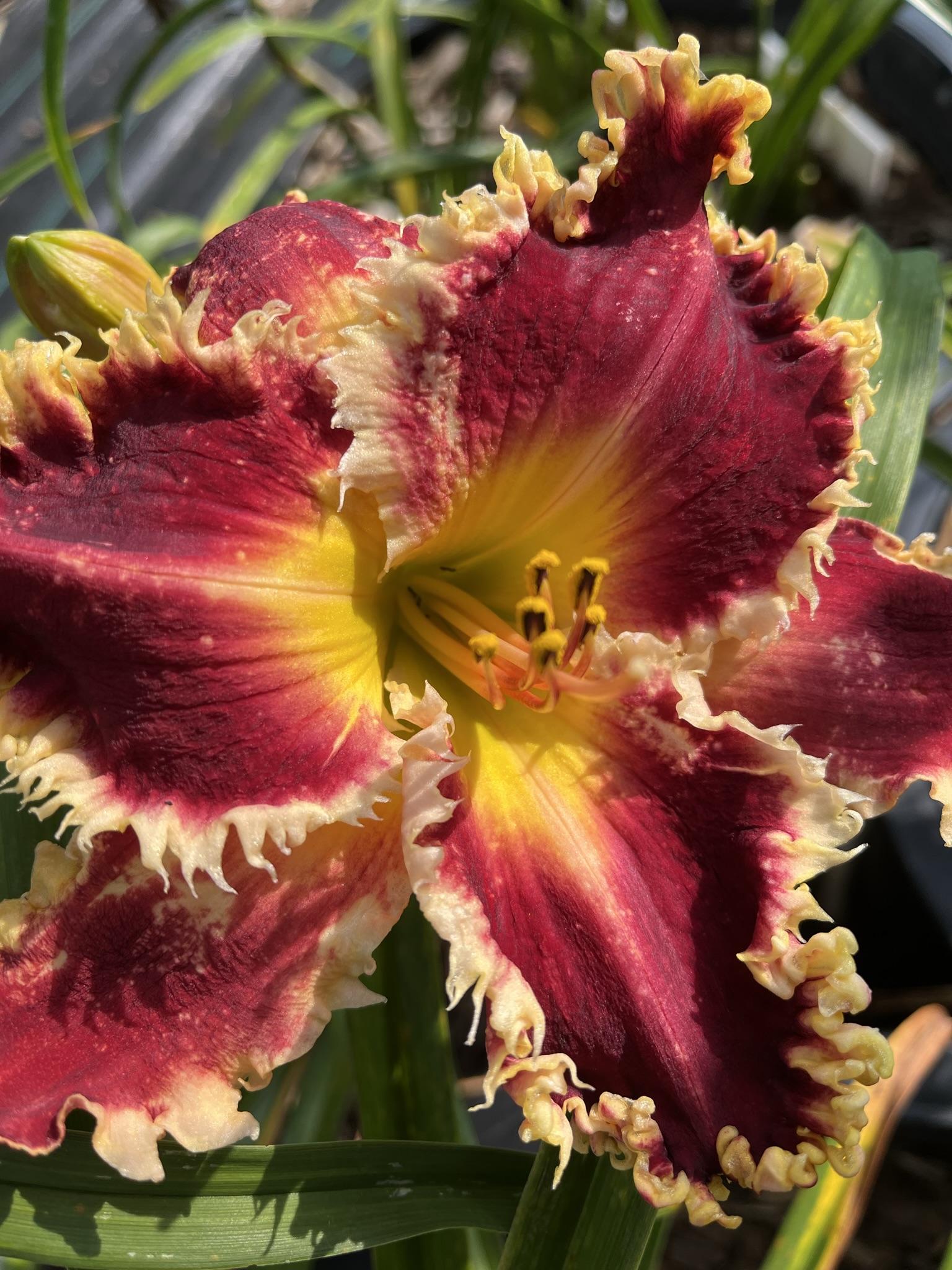 Vampire Academy* - SF - Image 4