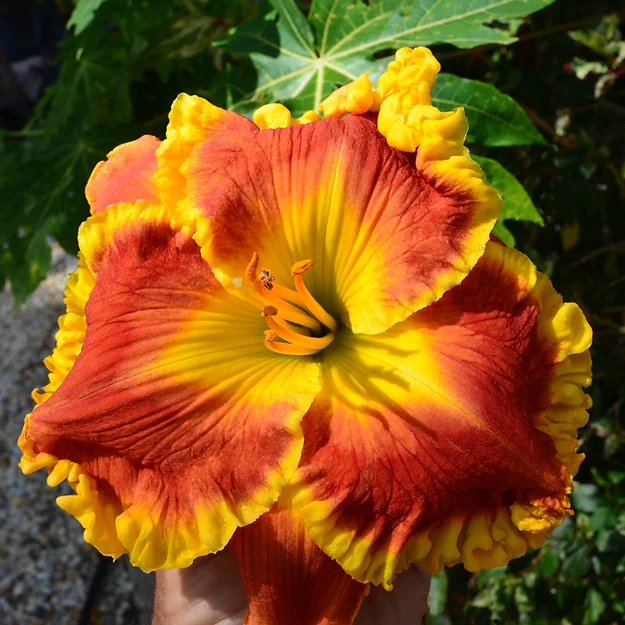 Cheeky Mango* - SF - *** 2025 intro *** for June 2026 shipping