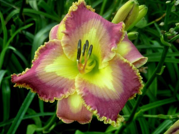 Spacecoast Multilevel Deal* - DISPLAY