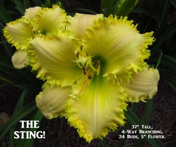 The Sting!* - DISPLAY