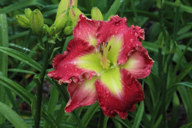 Neon Splendor* – DISPLAY - Artemesia Daylilies