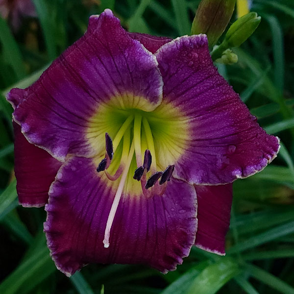 Purple Macaw* - DISPLAY