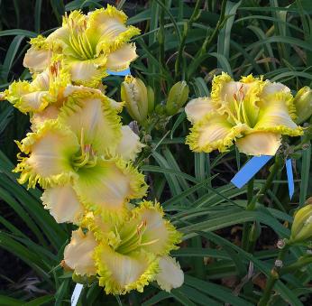 Spacecoast Green Goddess* - DISPLAY *** 2025 INTRO *** - Image 3