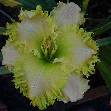 Spacecoast Green Goddess* - DISPLAY *** 2025 INTRO *** - Image 4