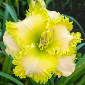 Spacecoast Green Goddess* - DISPLAY *** 2025 INTRO *** - Image 5