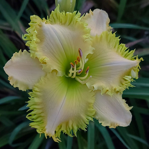 Spacecoast Green Goddess* - DISPLAY *** 2025 INTRO ***