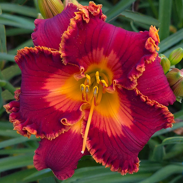 Spacecoast Sunfire Fairy* - DISPLAY *** 2025 INTRO *** - Image 3