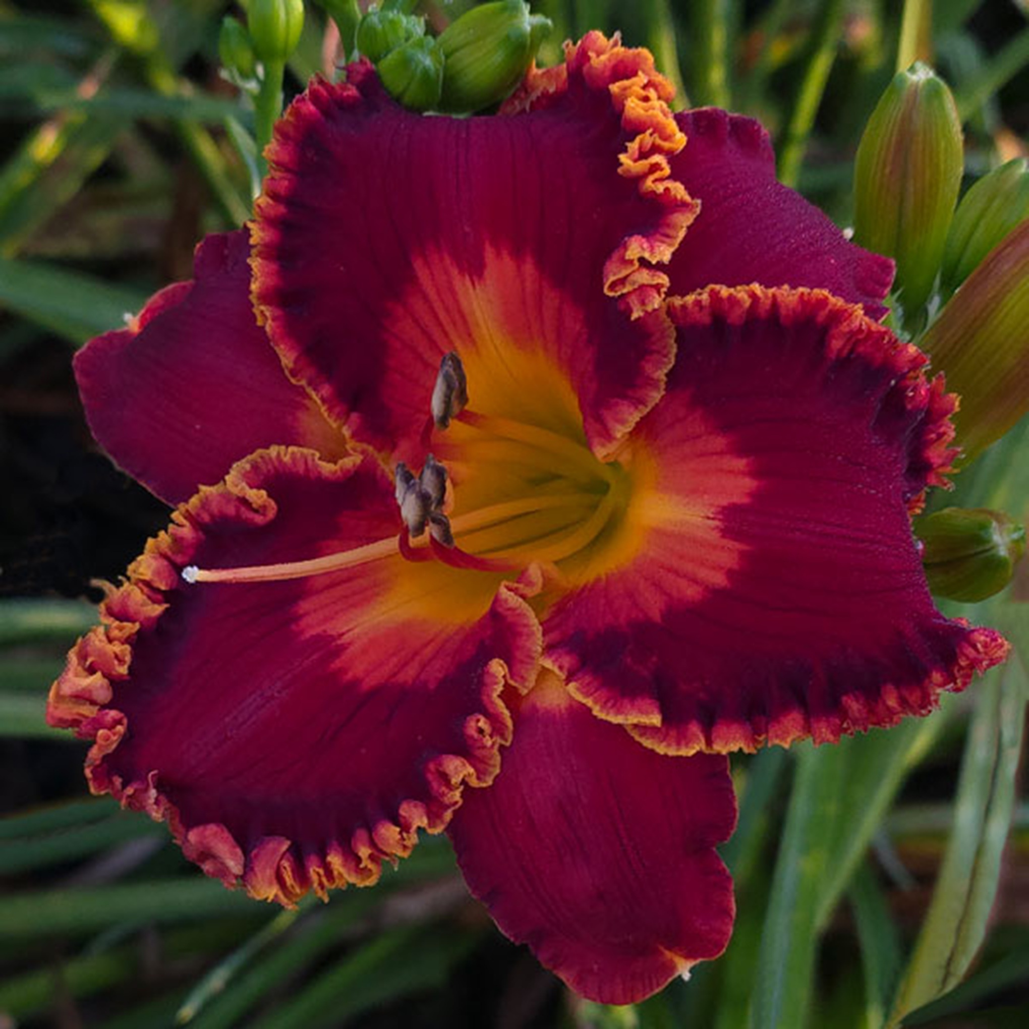 Spacecoast Sunfire Fairy* - DISPLAY *** 2025 INTRO *** - Image 2