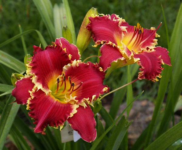 Hooked on You* - DISPLAY - Image 3