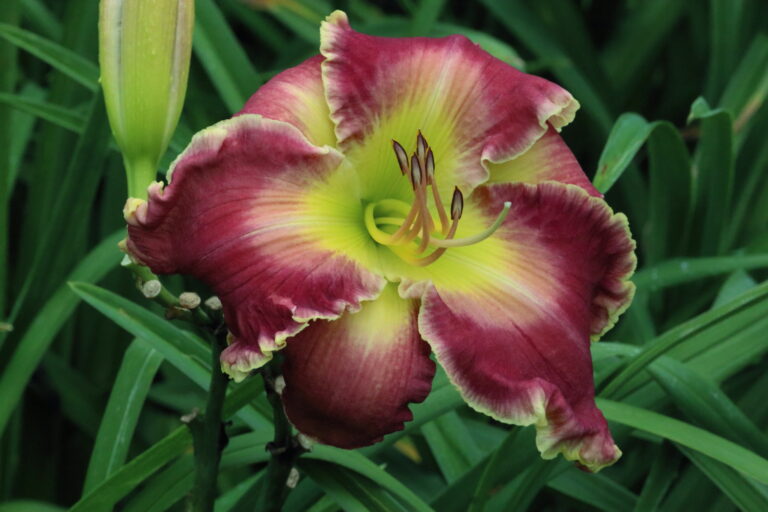 Harold's Hammer* - DISPLAY - NEW 2026 ARRIVAL FROM KORTH!