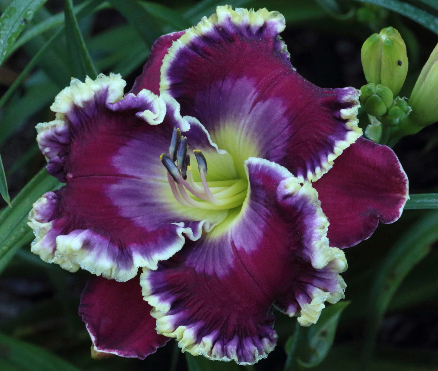 Unseen Realm* - DISPLAY - NEW 2026 ARRIVAL FROM KORTH!