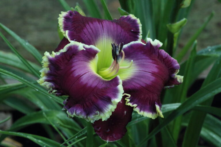 Unseen Realm* - DISPLAY - NEW 2026 ARRIVAL FROM KORTH! - Image 2