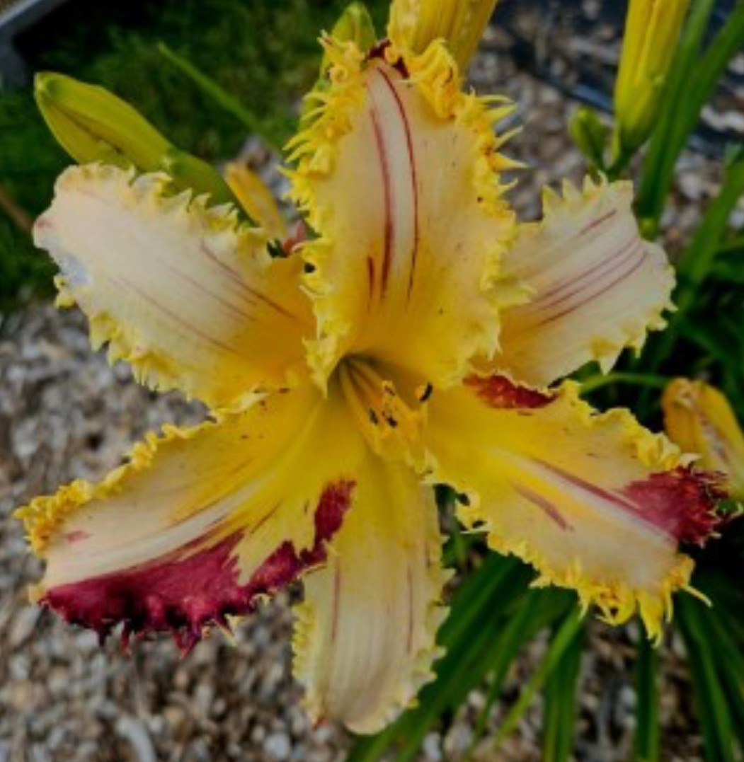 Fire Rainbow* - DISPLAY - NEW REALLY HOT 2026 ARRIVAL FROM HOWARD!