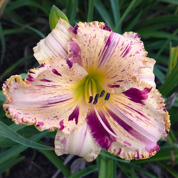 Broken Territory* - DISPLAY - ANOTHER STUNNER FROM JAMIE!