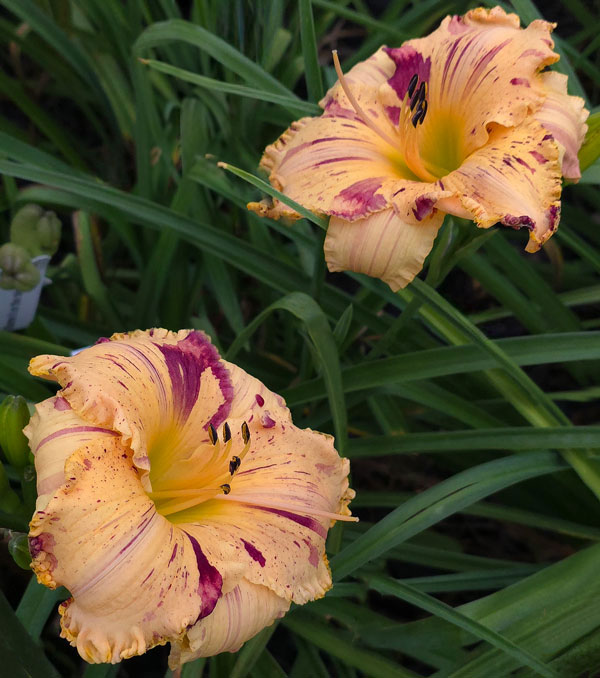 Broken Territory* - DISPLAY - ANOTHER STUNNER FROM JAMIE! - Image 2