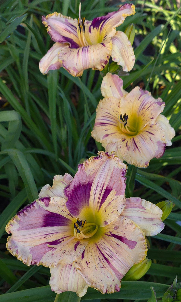 Broken Territory* - DISPLAY - ANOTHER STUNNER FROM JAMIE! - Image 3