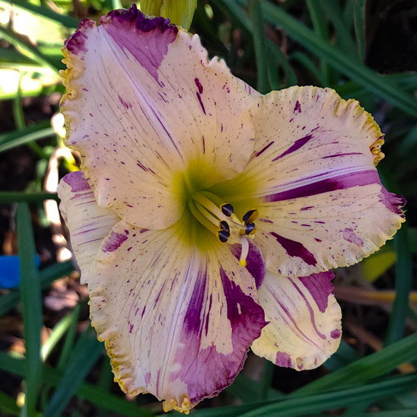 Broken Territory* - DISPLAY - ANOTHER STUNNER FROM JAMIE! - Image 4