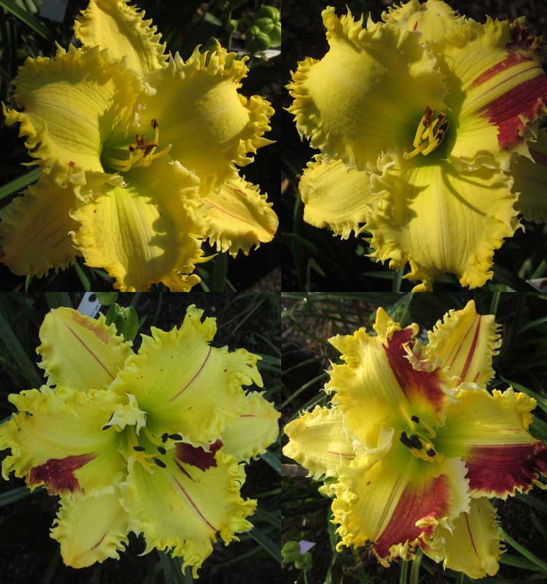 Redefinable* - DISPLAY - WOW WOW WOW!!! - Image 2