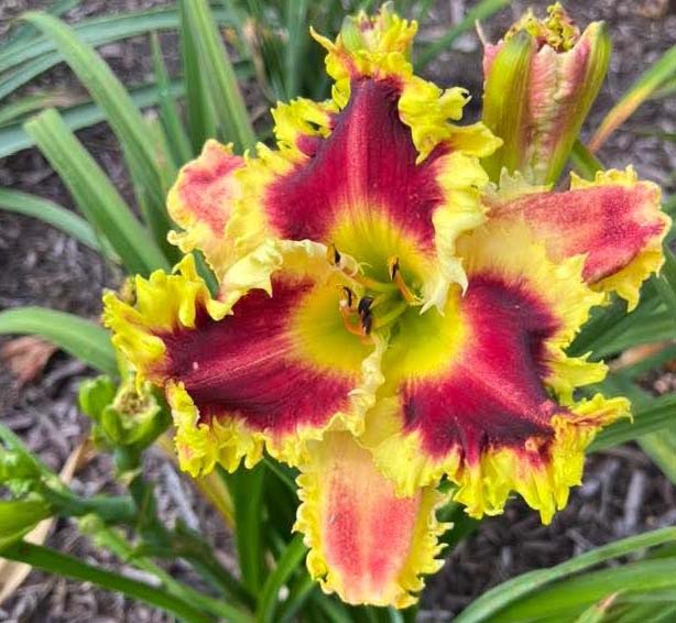 Micah Miller* - DISPLAY - KULPA 2024