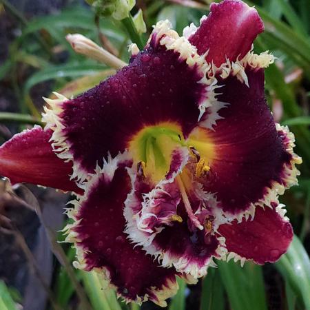 Spacecoast Ragged Tooth* - DISPLAY - Image 2
