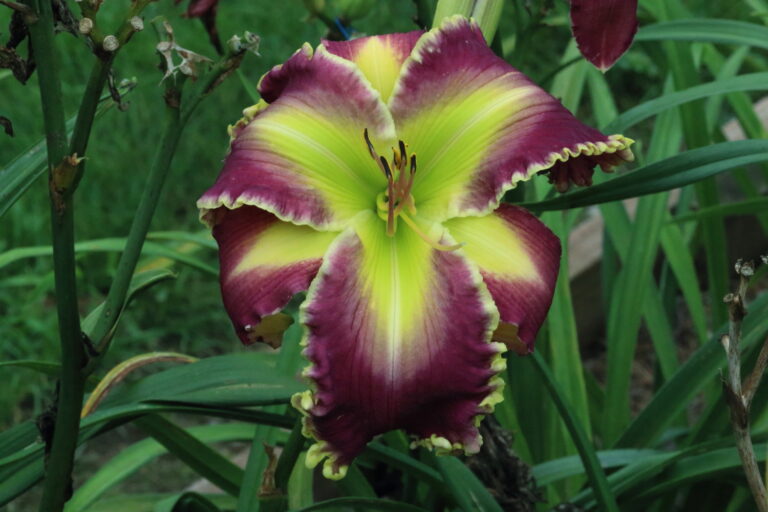 King of Creation* - DISPLAY - Image 2
